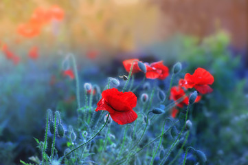 Obraz premium czerwone maki i pszczoły, czerwone kwiaty w ogrodzie