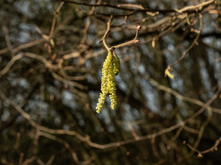 OLYMPUS DIGITAL CAMERA - catkin