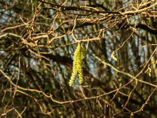 OLYMPUS DIGITAL CAMERA - catkin