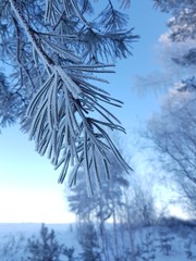 A branch of a pine in hoarfrost