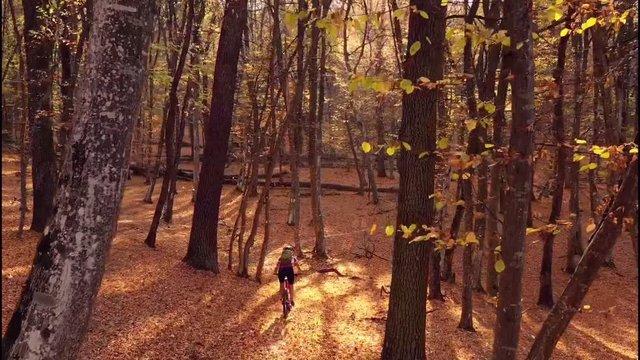HD drone video with woman cyclist riding on a mountain bike trail in the ancient woods of Transylvania, at sunset, in a magical golden light 
