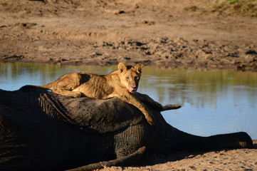Lioness resting after taking down an Elephant
