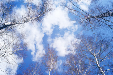 Obraz premium Birches against the blue sky in spring, view from below.