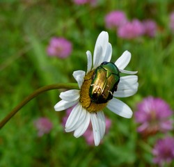beetle on a flower