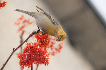Pine grosbeak (Pinicola enucleator) male bird feeding on Sorbus berries