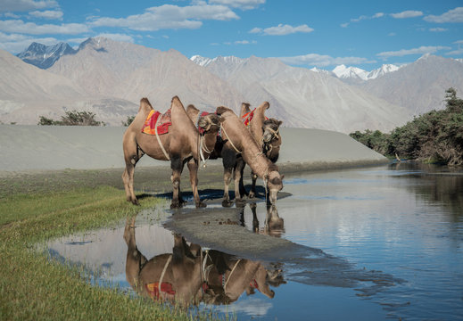 Bactrian Camel drinking water at Hunder sand dunes, Nubra Valley, Ladakh, India