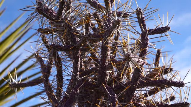 Arizona pencil cholla with long yellow spines against the blue sky. Christmas cholla, tasajillo (Cylindropuntia leptocaulis). Joshua Tree National Park.