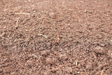 Loose dry soil in the garden. Close-up. Top view. Background. Texture.