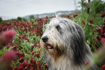 Adult bearded collie is sitting in crimson clover. He want it so much.
