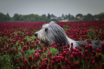 Portrait of bearded collie, who is watching on birds on the sky.