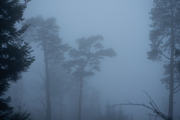 Beautiful foggy winter landscape