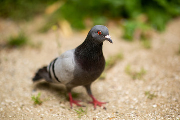 gray pigeon walking outside