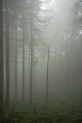 Atmospheric image of a foggy forest