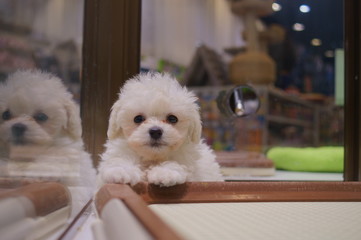 Sleepy puppy in a cage
