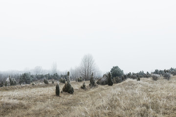 Landscape of frosted field and woods in winter time