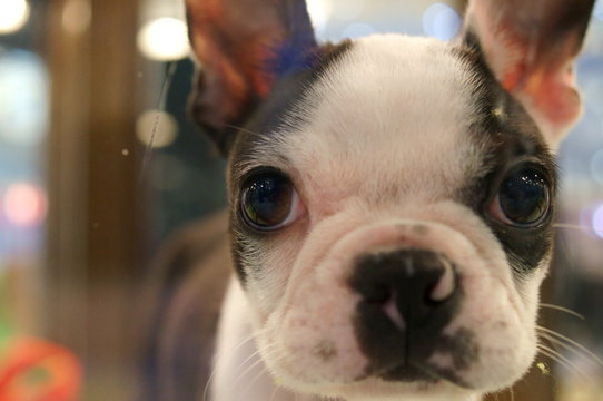 Boston terrier puppy stares at me