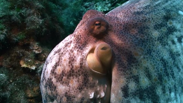 Octopus head close