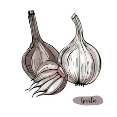 Garlic colorful hand drawn vector illustration.Detailed retro style sketch.Kitchen herbal spice and food ingredient.Garlic, isolated spice object.