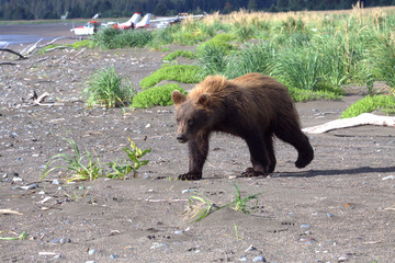 Brown Bear cub in Alaska