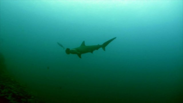 Hammerhead shark meets scubadiver