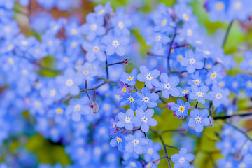 Forget me nots in the springtime garden.