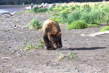 Brown Bear cub in Alaska
