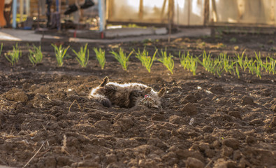cat lying on the ground, 