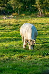 Obraz na płótnie Canvas White Belgian Blue cow, special meat breed on grass field summer day late afternoon, Flemish part, Belgium, Europe. Eye contact