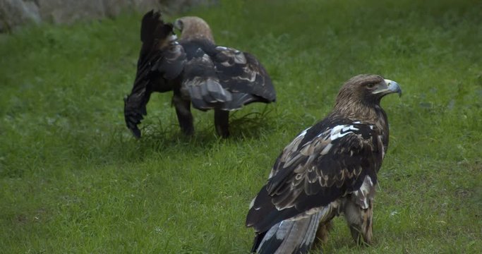 Mountain eagles hovering carefully on grass