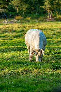 White Belgian Blue cow, special meat breed on grass field summer day late afternoon, Flemish part, Belgium, Europe. Eye contact