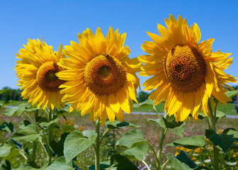 A field of sunflowers. Sunflowers are very useful for health. Sunflower oil improves the skin and...