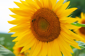 A field of sunflowers. Sunflowers are very useful for health. Sunflower oil improves the skin and...