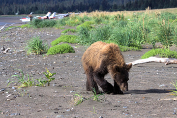 Brown Bear cub in Alaska