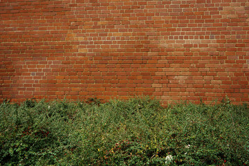 old red brick wall and flowers background 