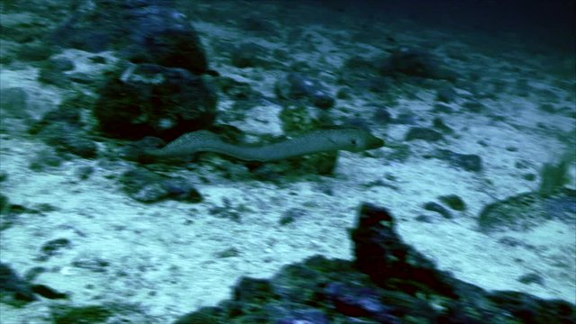 Moray eel, swimming
