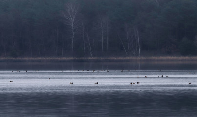 Panorama z kaczkami © Tomek Kiecana