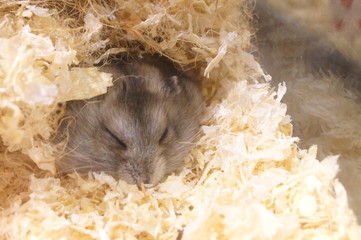 Keep small and cute hamsters