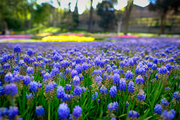 A field of blooming blue grape hyacinth flower in spring season.
