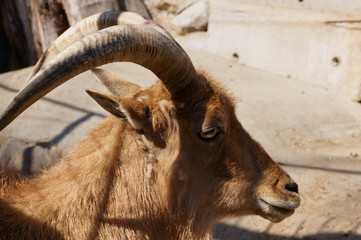 Horned goat raised on a ranch