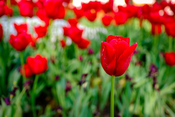 A beautiful close up of red tulip flower in spring season with blurry flower background.