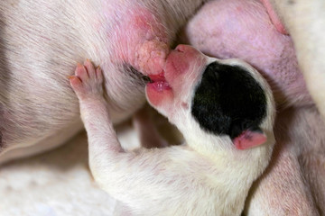 Newborn black and white puppy sucks milk from mom