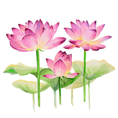 Watercolor hand drawn lotus flower illustration. Three lotus flowers with leaves.