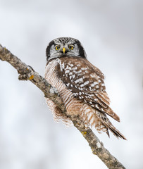 Northern Hawk Owl Portrait on Snowy Day