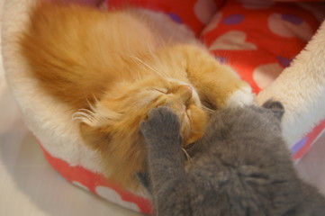 Very sleepy cute brown kitten