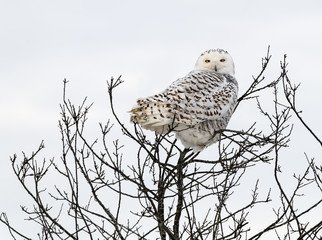 Female Snowy Owl Perched in Tree in Winter