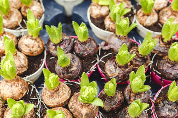 Hyacinths growing in pots. Hyacinth bulbs with fresh leaves at farmers gardening market. Floriculture for Home and garden decor in winter and spring. spring bulbous flowers in flower transplanting