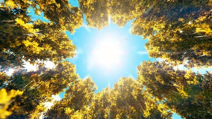 Time lapse clouds night to day over autumn trees circle, zoom in