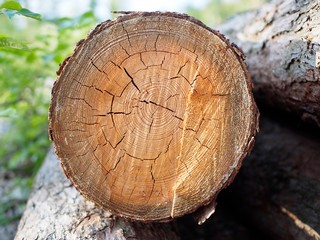 Schnittfläche - gerodeter Baum mit Jahresringen