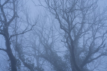 Bare trees in fog on a winter's day
