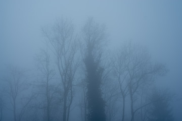 Bare trees in the fog on a winter's day